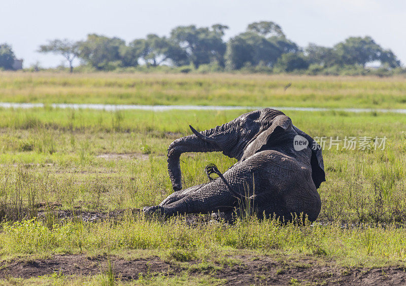 非洲象躺在泥里打滚;Chobe N.P，博茨瓦纳，非洲